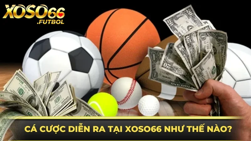 Cá cược ở XOSO66 diễn ra như thế nào chi tiết nhất